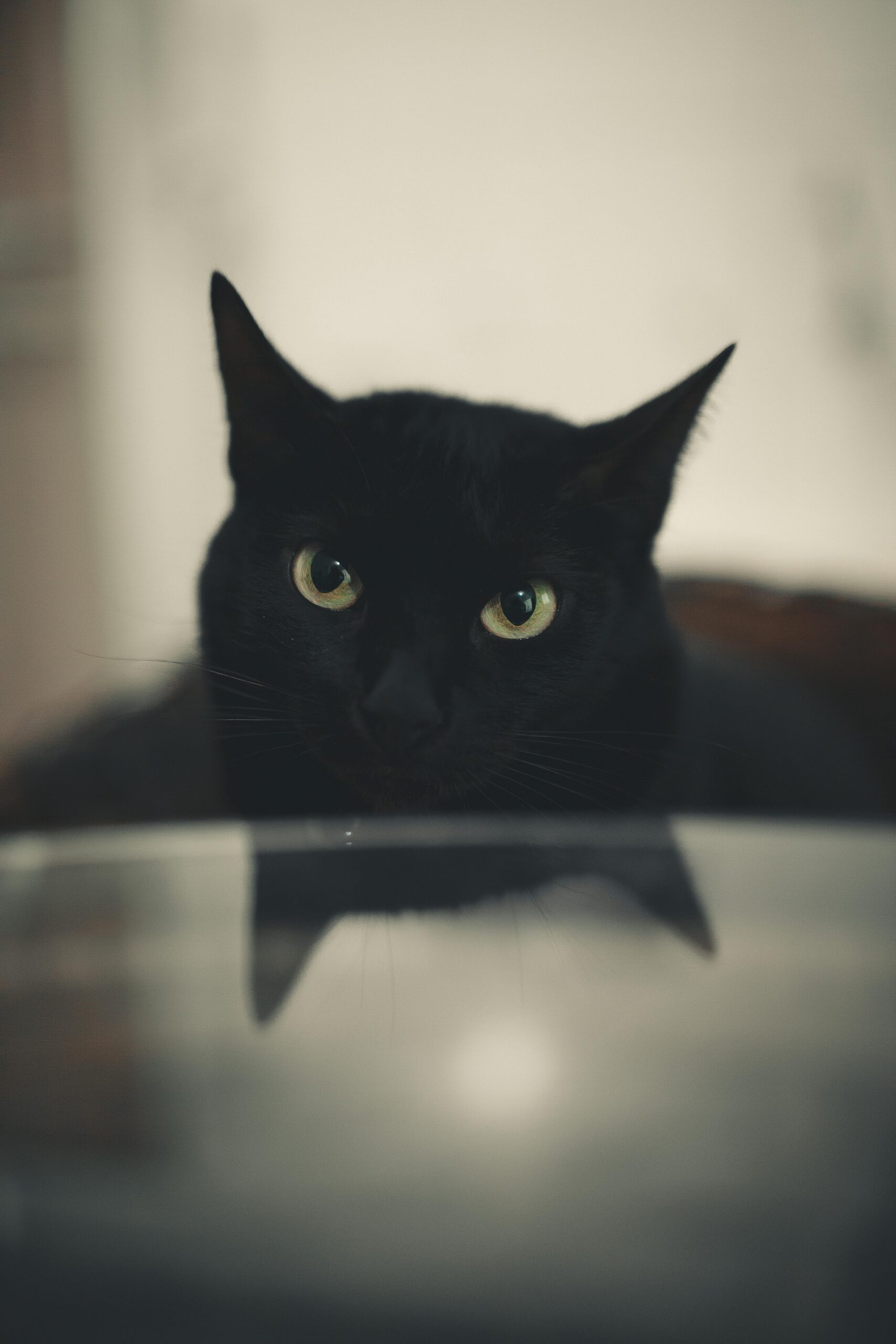 Close-up of a black cat with piercing eyes against a blurred background. Moody and mysterious.